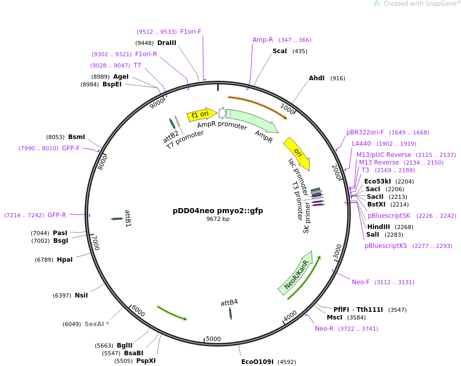 pDD04neo pmyo2gfp质粒图谱